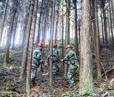 嚴(yán)把森林培育質(zhì)量關(guān)，譜寫資源培育新篇章